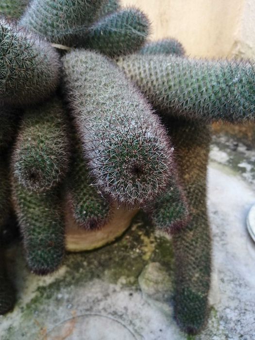 Cacto Mamilaria Matudae "Cacto Anaconda"