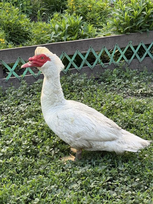 Селезень.Качур індокачки.Шипуни