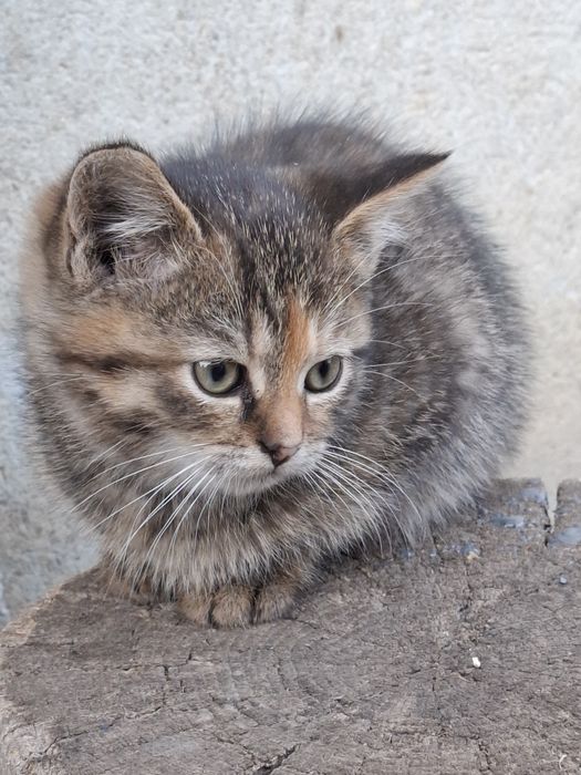 Віддам в добрі руки кошенят 2 міс.
