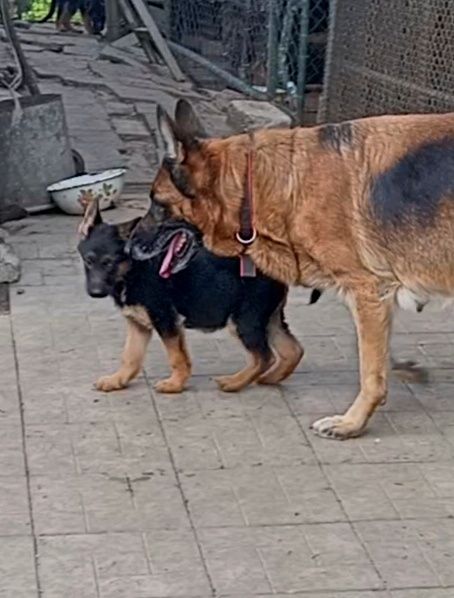 Роскошные девочки 2,5 мес.