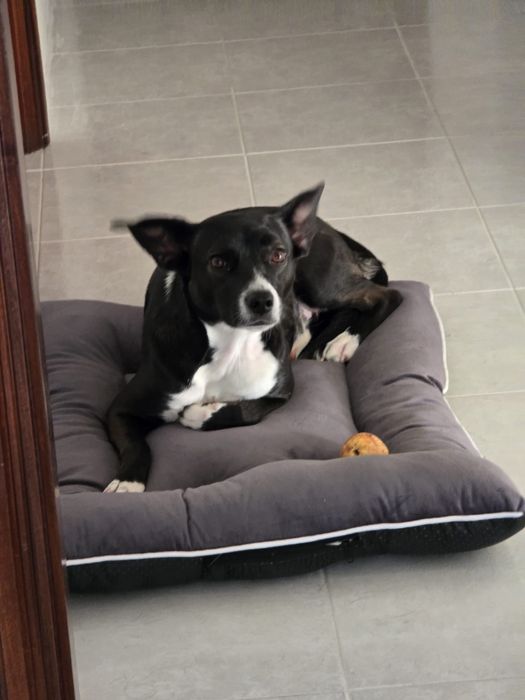 Cadela com 1 ano para adoção responsável