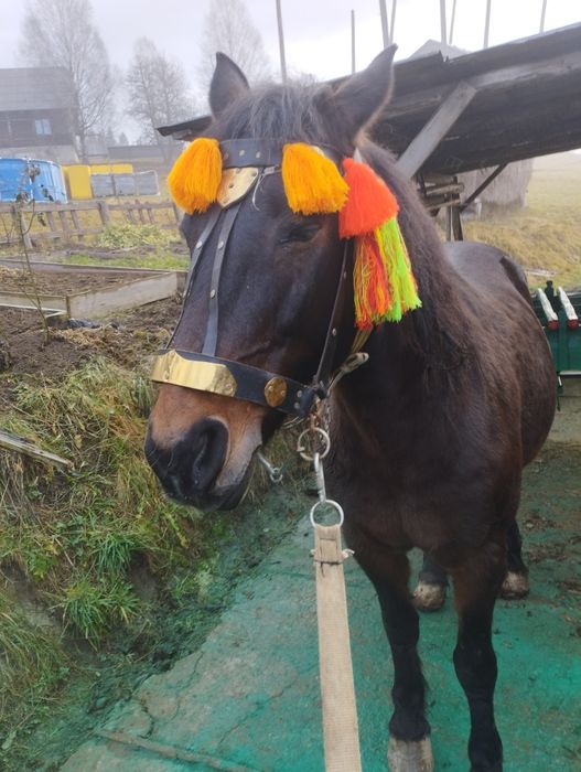 Продається кобила