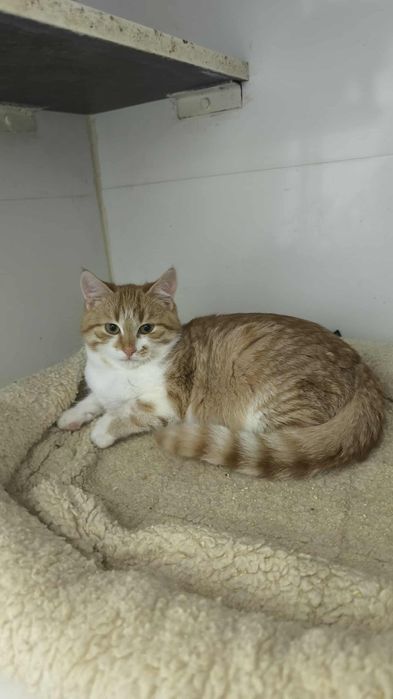 Котята из приюта ,ищем семью!