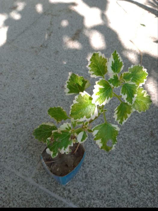 Planta de incenso e mirra