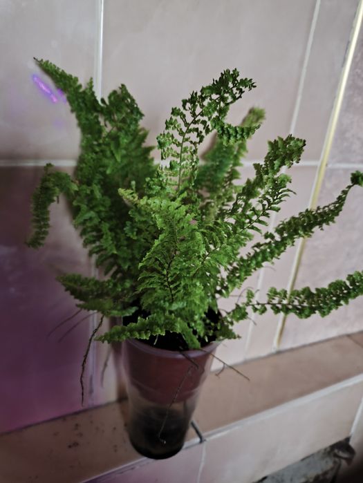 Кімнатні папороті