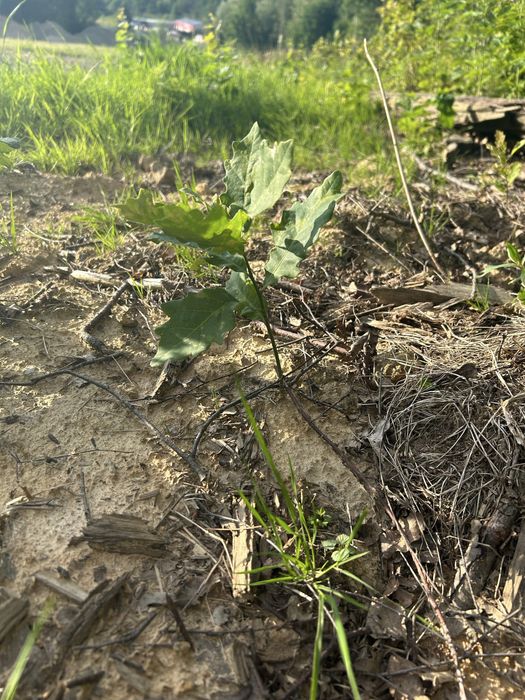 Dąb samosiejka 20-60 cm