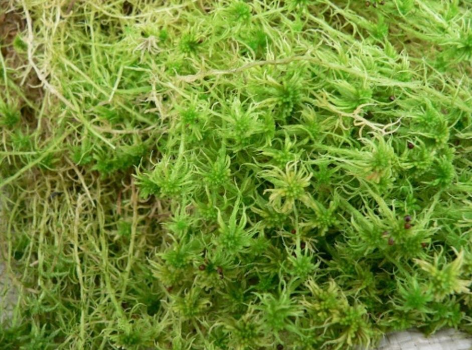 Чистий МОХ сфагнум ОПТ\МІНІОПТ 60л