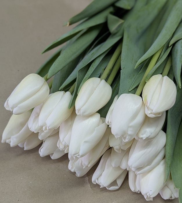 Тюльпан на 8 березня