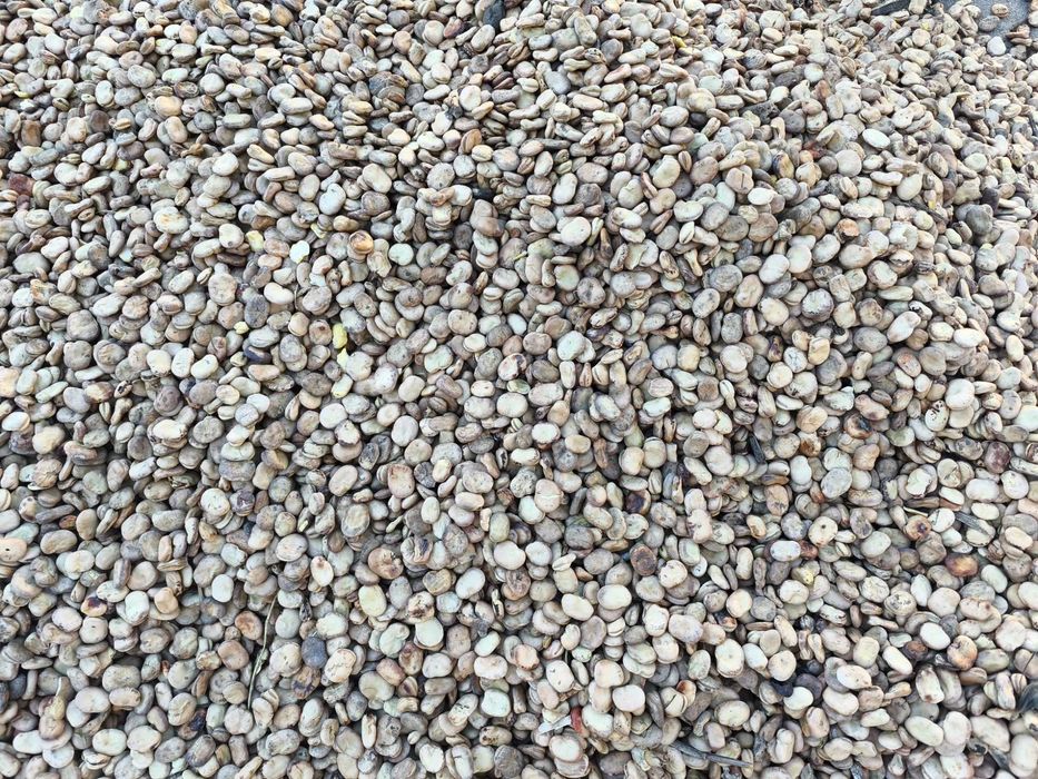 BÓB TOP BÓB TOPBOB nasiona bobu topbób ziarno 2025r nie bizon bachus