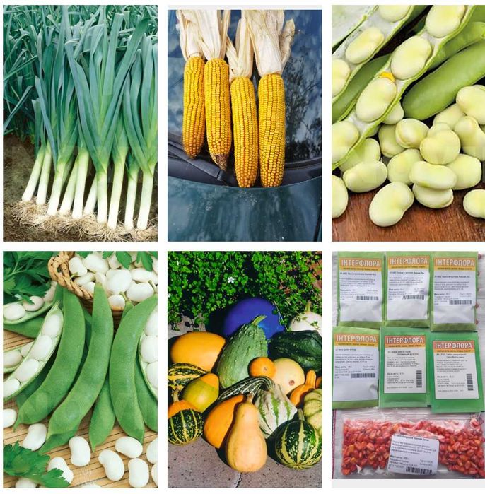 Насіння овочевих овочів зернові 6 шт