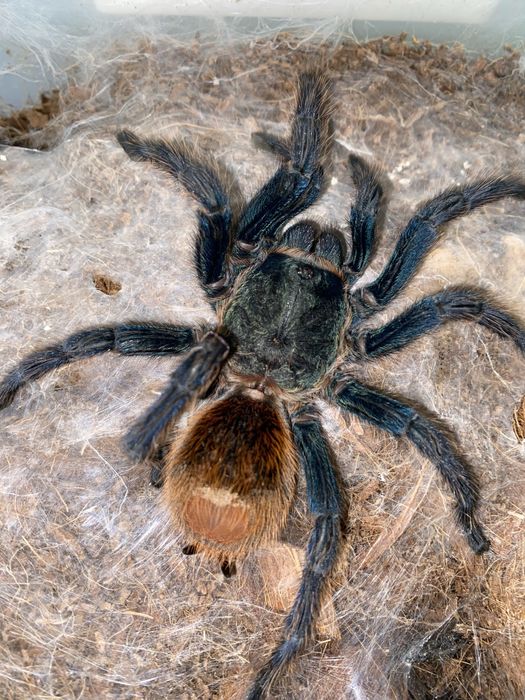 Ptasznik. Sprzedam piękną samicę Chromatopelma cyaneopubescens (GBB)