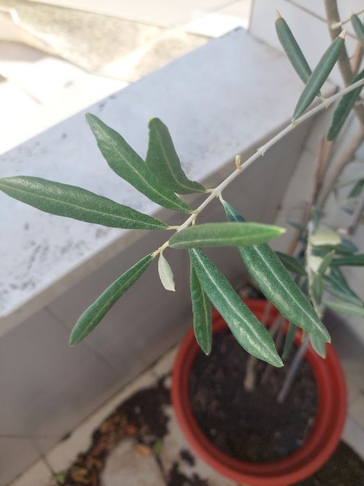 Oliveira (Olea europea)