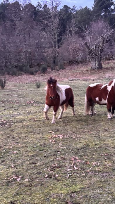 Vendo pónei fêmea