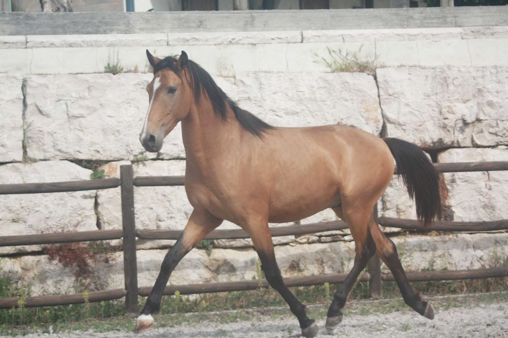 Lusitano 3 anos