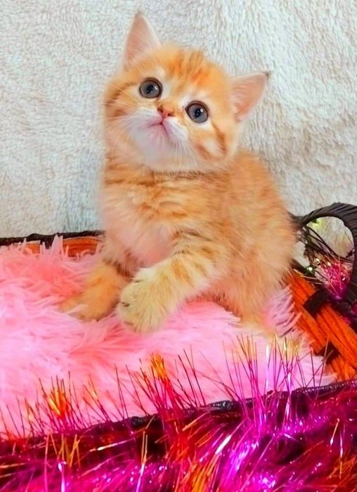 Золотые и серебристые шиншиллы Очаровательные малыши