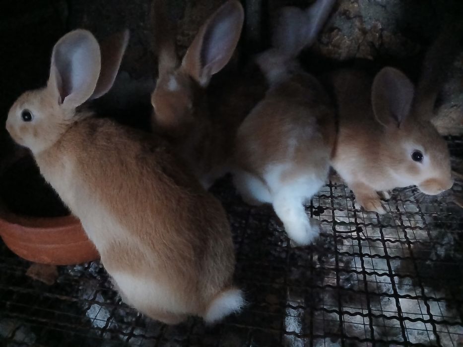 Vendo coelhos e e galinhas