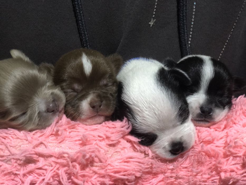 Маленькі дівчата та хлопчики чихуахуа на бронювання