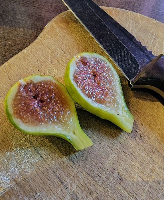 Інжир, живці, черенки, чубуки. Брунсвік, Конадрія та інші сорти