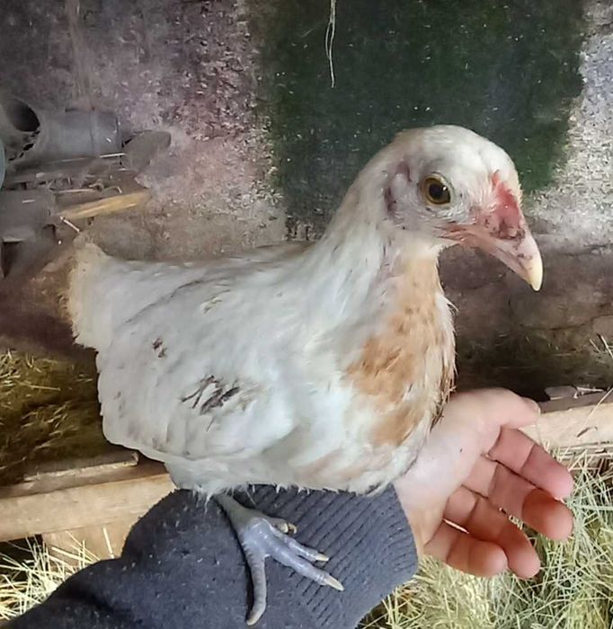 Granizos de raça  fenix