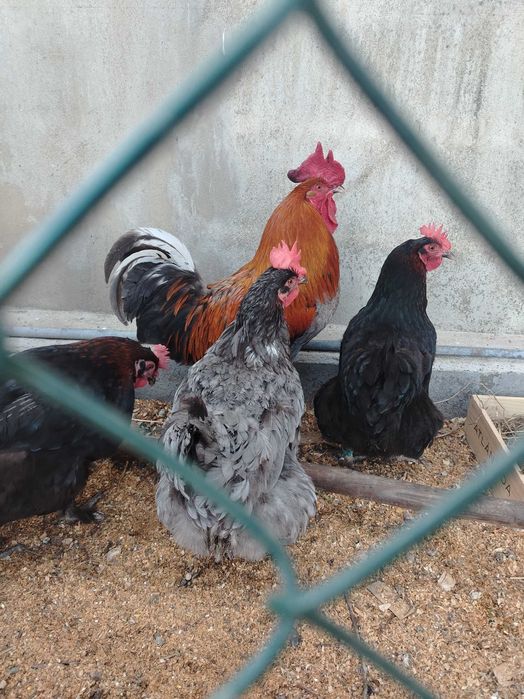 Marans / Plymouth Rock / Ayam Cemani