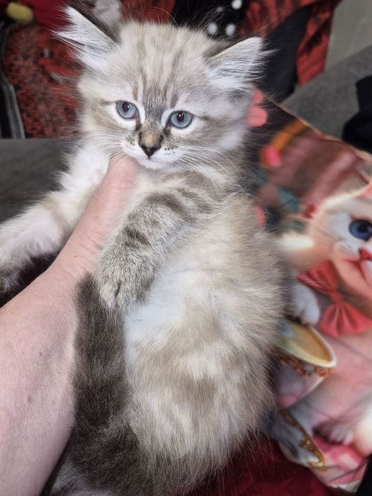 Мальчик  породы  Невская маскарадная