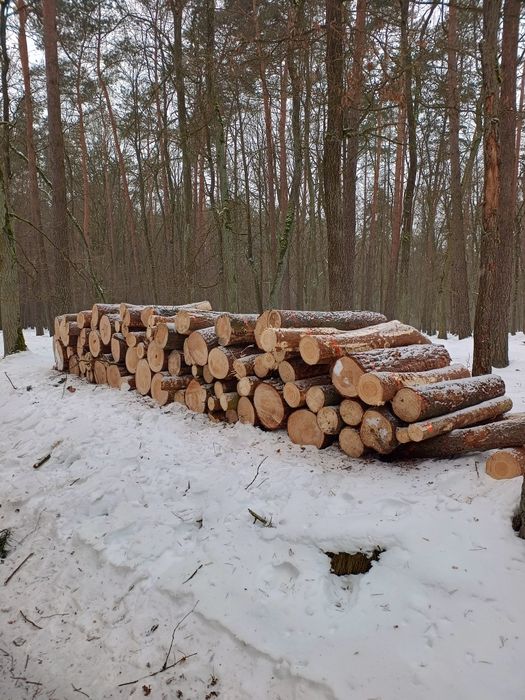 Drewno opałowe sosna