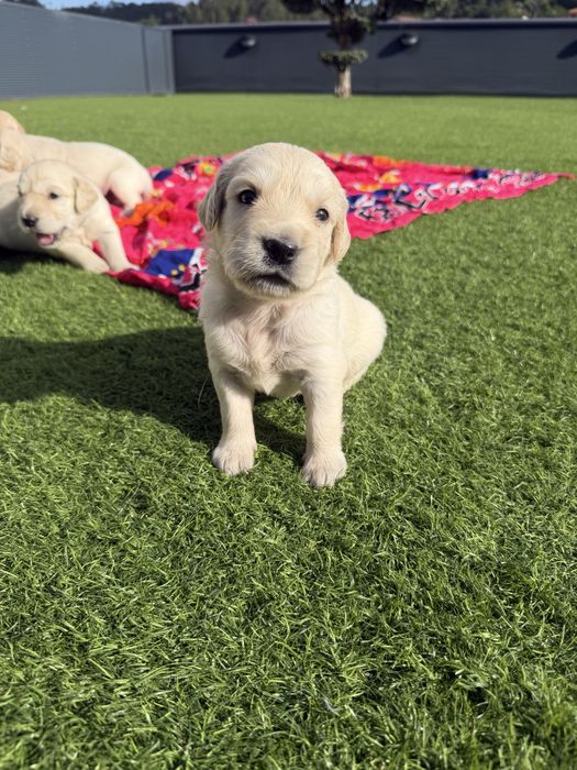 Golden Retriever  lindo