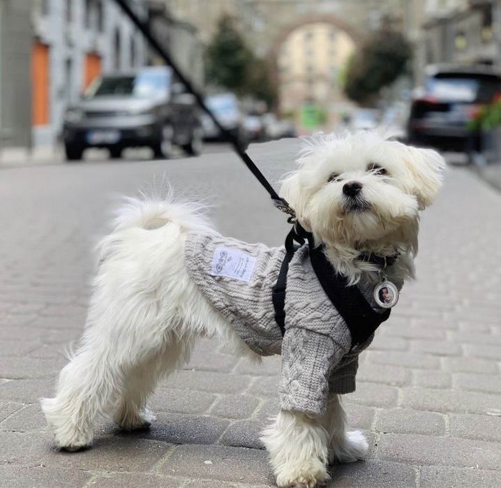 Вінниця Вязка хлопчик мини Мальтезе, міні Мальтійська Болонка