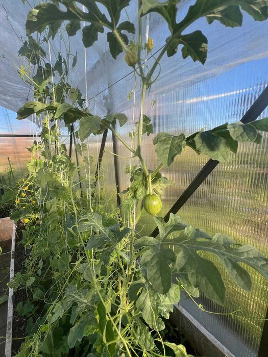 Szklarnia ogrodowa 7 m2 aluminiowa z poliwęglanu