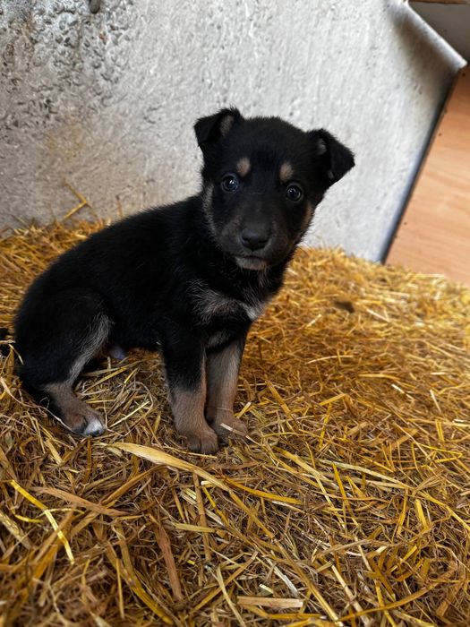 Віддам цуценят в добрі руки