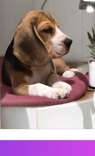 Цуценята Бігля в розпліднику Ginger kingdom