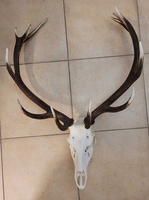 Poroże wieniec jelenia z czaszką.