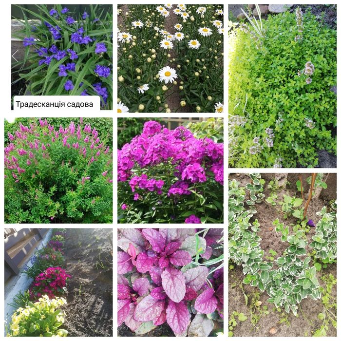 Продам різні багаторічні квіти та декоративні рослини,