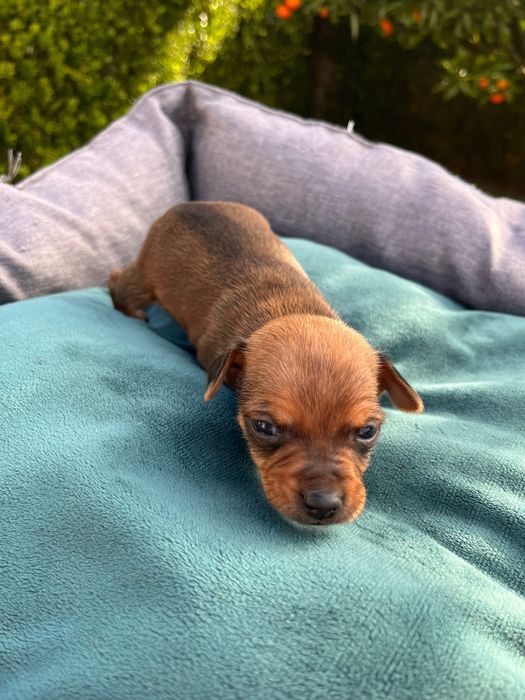 Pincher bebe castanho criado em ambiente familiar