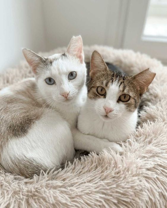 Setúbal e arredores / Margem Sul — SNOWY e FLOR, gatinhas para adoção