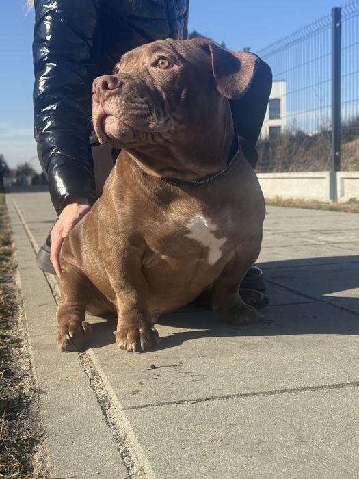 American bully.Pocket/Standard.Piesek.Po mocnych rodzicach