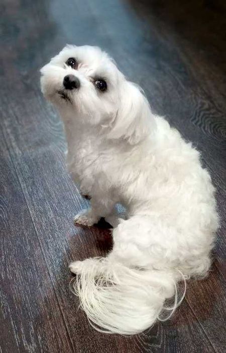 В'язка Мальтійської болонки - кобель.