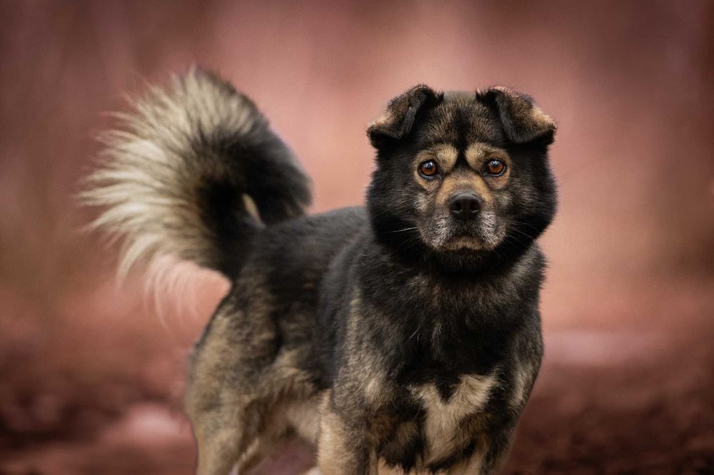 KIMON - mały puchaty słodziak