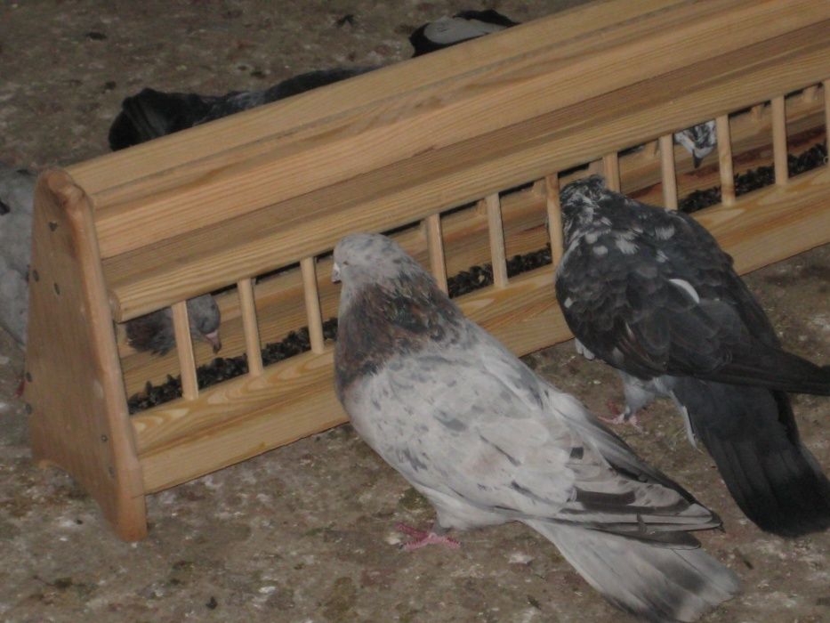 Дерев'яні годівниці для голібів.