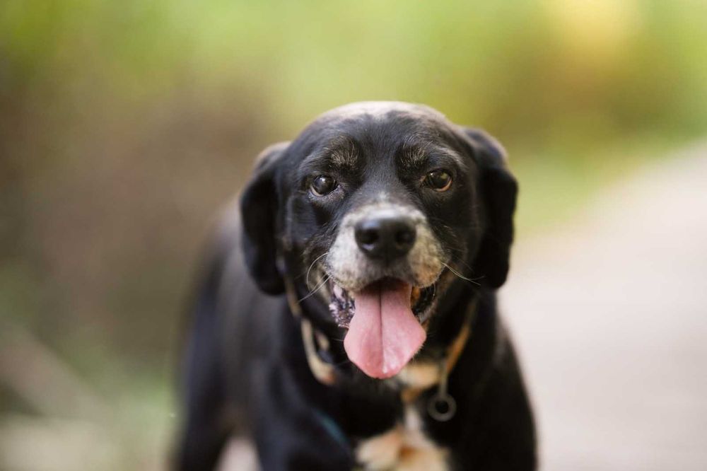 Cudowny Kubuś bardzo prosi o dom