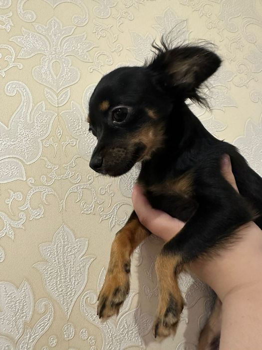 Продам цуценя той терьєра