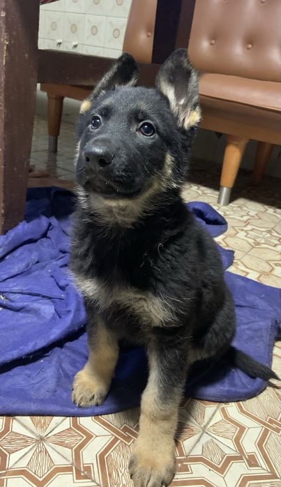 Цуценята чорної  німецької  вівчарки резерв ( бронь )