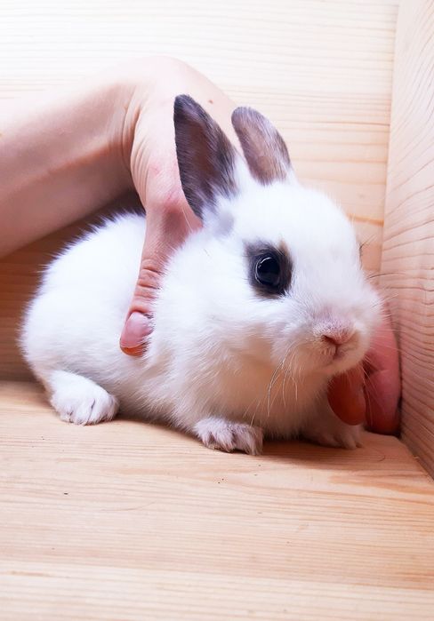 Карликовые миниатюрные декорат.торчеухие и вислоухие кролики и клетки