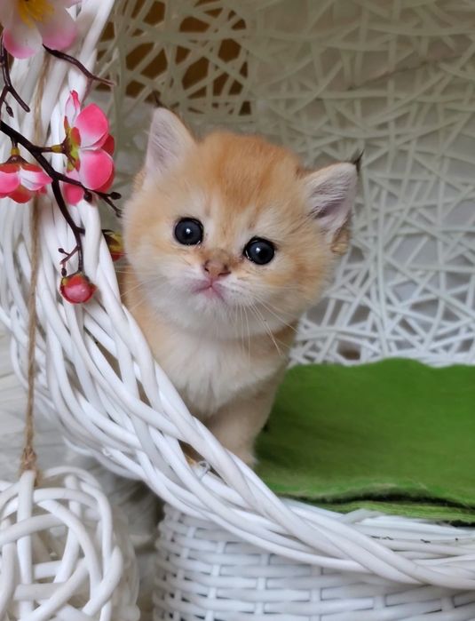 Ручные и ласковые котята, малыши золотая шиншилла