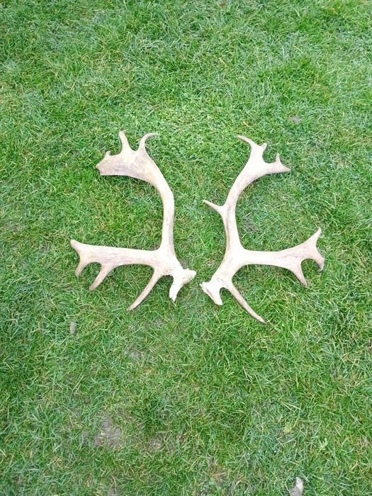 Роги Оленя дві штуки