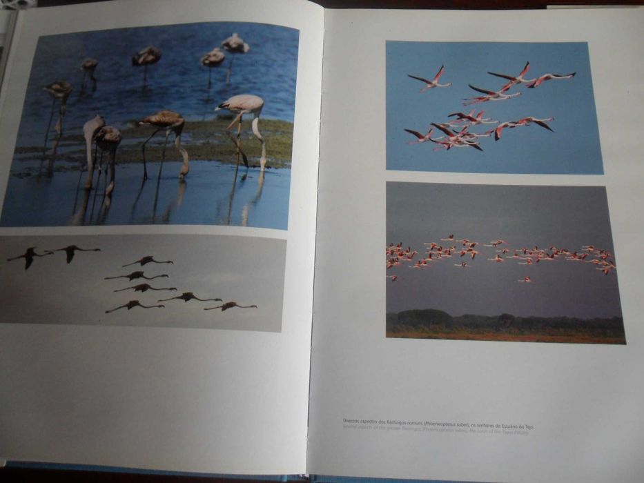 "O Tejo do Estuário" de João Nunes da Silva e Paula Lopes da Silva