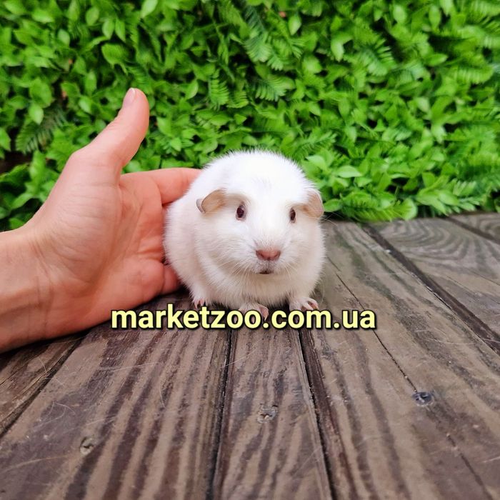 Морская морська свинка морские морські свинки