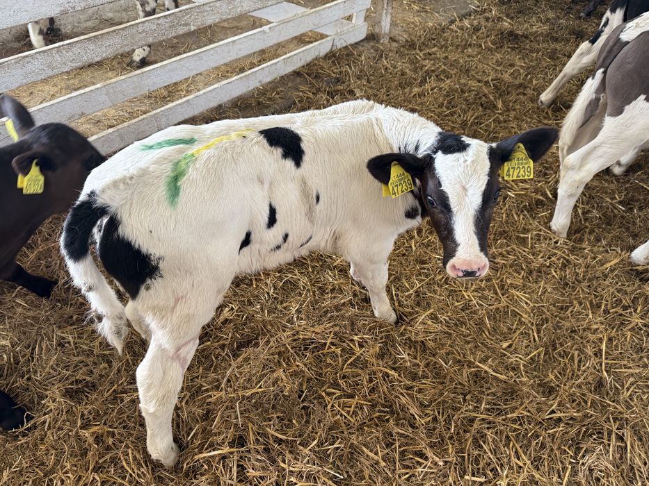 Byczki miesne samodzielne oraz jalowki