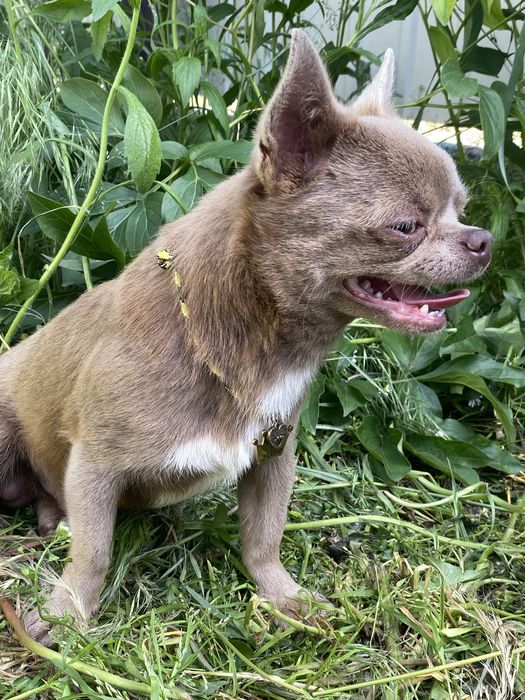 Доллар приглашает невест