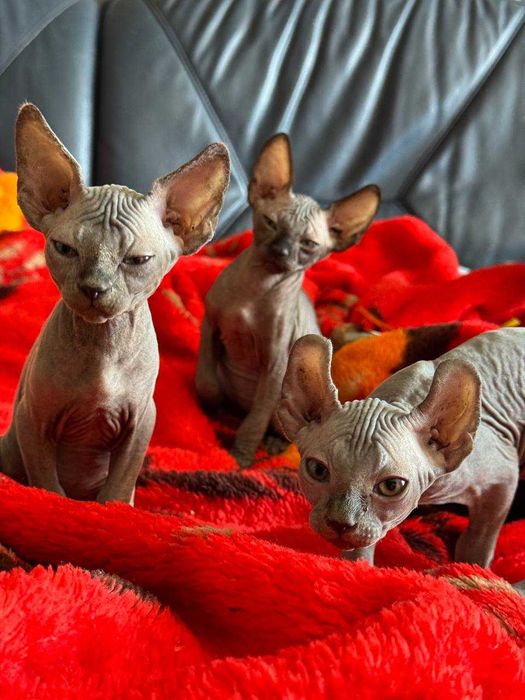 Неймовірні СФІНКСИ Ельфи